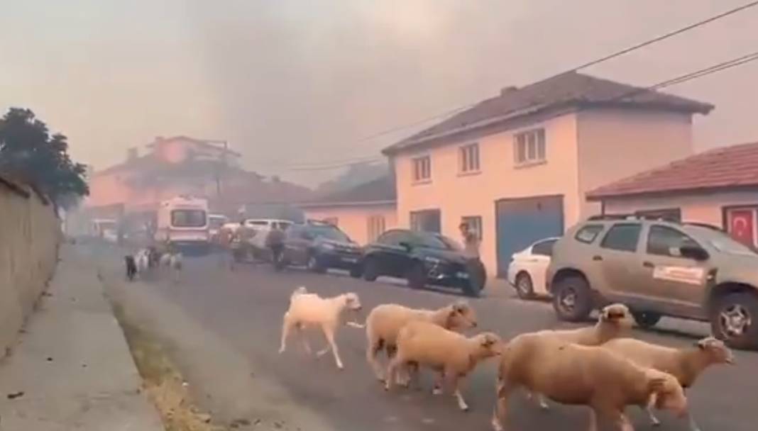 Tekirdağ alev alev yanıyor: Son görüntüler yürekleri yaktı 17